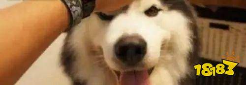 抖音十大宠物博主推荐