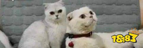 抖音十大宠物博主推荐