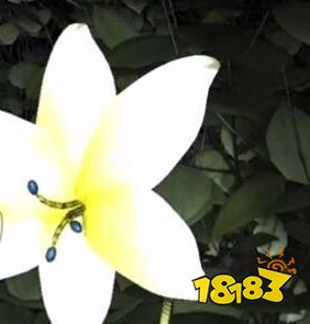 孙美琪疑案梵淨小百花在哪里 四级线索蓝色花蕊位置图文攻略