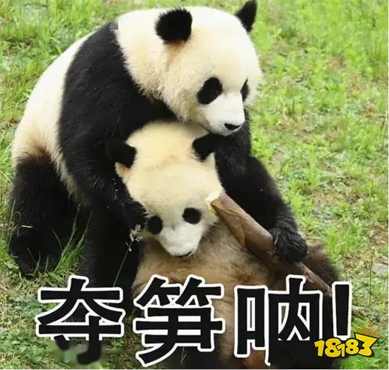 《多损高手》游戏评测 山上的笋都被我夺完啦!